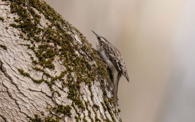 Les propriétaires de boisés de l’Ontario à l’oeuvre pour la conservation aviaire