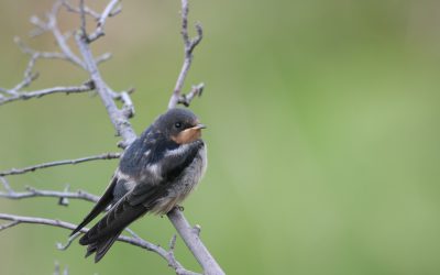 Le gouvernement fédéral annonce des changements au Règlement sur les oiseaux migrateurs