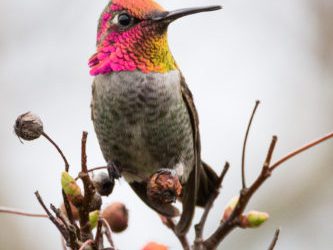 Nourrir et attirer les colibris