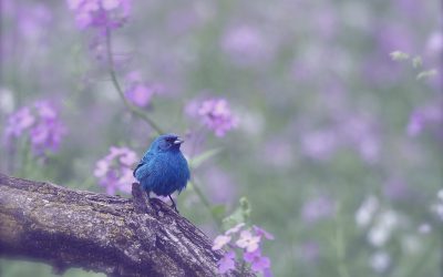 Nous voulons admirer vos photos et lire vos récits!