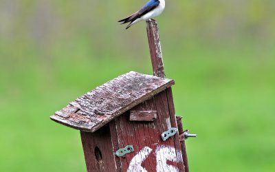 Le sauvetage des données contribue au sauvetage des populations d’oiseaux