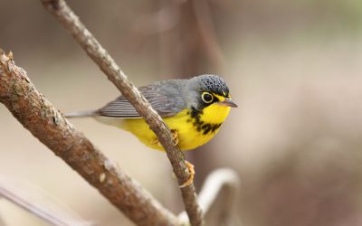 Les recettes du Birdathon soutiennent la Paruline du Canada dans ses quartiers d’hiver en Colombie