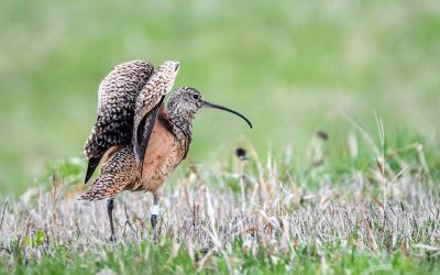 Rencontrez quatre oiseaux – Espèces d’oiseaux en péril en Colombie-Britannique