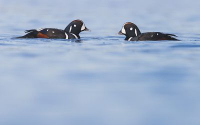 Pouvez-vous aider ? Bénévoles recherchés pour recenser les oiseaux le long de la côte de la Colombie-Britannique