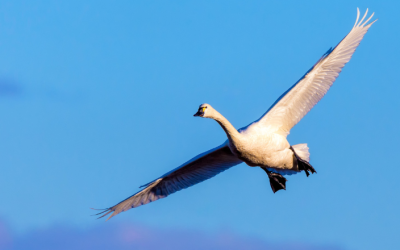 Profil d’espèce – Le Cygne siffleur: un vol… vocal