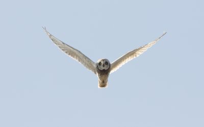 Lancement officiel des zones clés pour la biodiversité au Canada