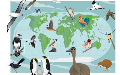 Le nouveau rapport sur l’état des oiseaux du monde donne des raisons d’espérer, mais aussi de s’inquiéter des déclins