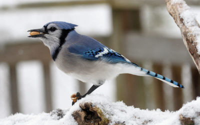 Les hivers peuvent être rudes. Le Projet FeederWatch les adoucit!