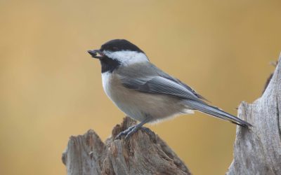 Aidez les oiseaux en participant au Projet FeederWatch, même sans mangeoire ni expérience