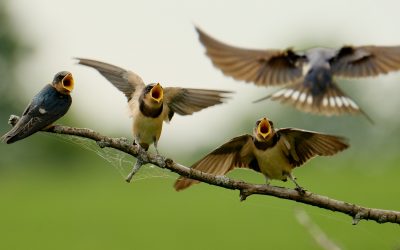 La COP 15: à la défense des oiseaux et de la biodiversité