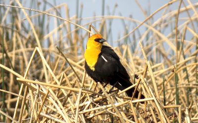 Le lac Frank, en Alberta, un lieu idéal pour les oiseaux, pas pour un parc solaire