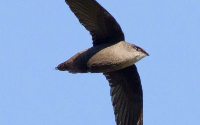 Le Fonds pour le Martinet ramoneur contribue au rétablissement de l’habitat essentiel d’une espèce menacée