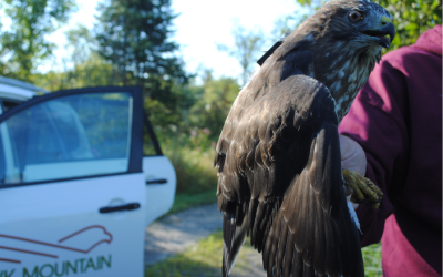 Faites connaissance avec Muskoka, une partenaire de la recherche sur la conservation