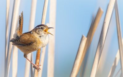 Le projet de loi 23 menace les espèces sauvages en Ontario