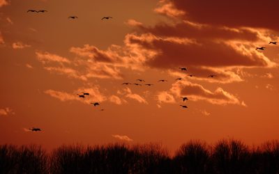 Les groupes environnementaux du Canada demandent une action ambitieuse à l’échelle nationale et mondiale pour sauver la nature avant qu’il ne soit trop tard