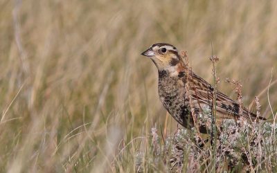 La protection des prairies: le climat, la biodiversité et les éleveurs de bétail y gagnent