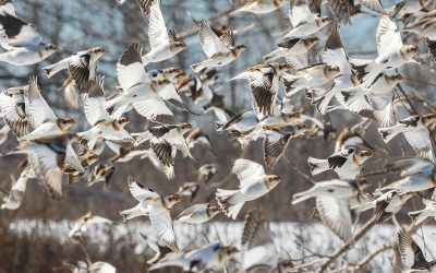 Merci d’avoir été la voix des oiseaux en 2022!