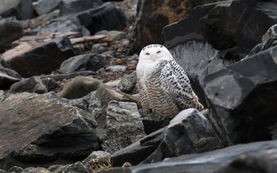 Profil d’espèce – Le Harfang des neiges, un chasseur emblématique