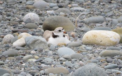 Un nouveau terrain de golf dans le parc provincial West Mabou Beach, en Nouvelle-Écosse, menacerait le Pluvier siffleur, une espèce en voie de disparition