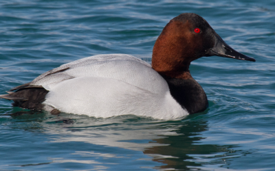 L’humanité unie par les oiseaux – Participez au Grand dénombrement des oiseaux de février!