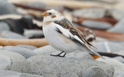 Le Grand dénombrement des oiseaux de février 2023 — Faites-vous du bien, pour l’amour des oiseaux!