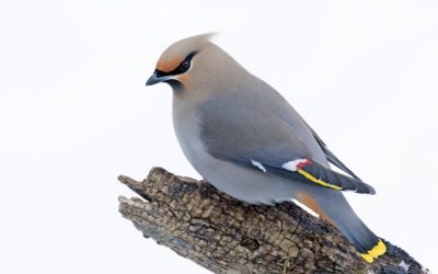 Communiqué de presse :  Le Grand dénombrement des oiseaux de février