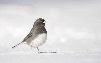 Merci d’avoir participé au 26e Grand dénombrement des oiseaux de février !