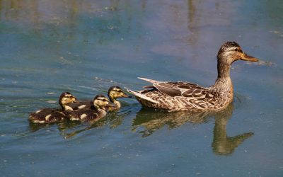 L’Atlas des oiseaux nicheurs de l’Ontario: une nouvelle carte-récit interactive pour mobiliser les observateurs de la province