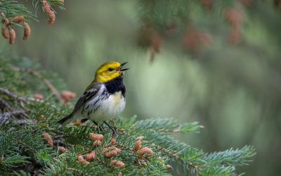 Profil d’espèce – La paruline verte à gorge noire, une chanteuse étonnante