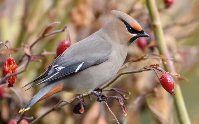 Résultats du Grand dénombrement des oiseaux de février – Édition 2023