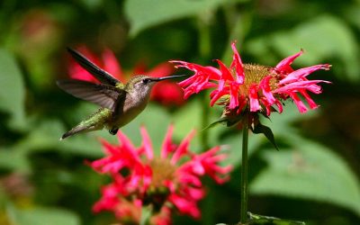 Rendez votre jardin accueillant pour les oiseaux