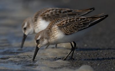 Le Bécasseau d’Alaska, une espèce grégaire abondante mais fragile