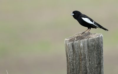 Le Bruant noir et blanc, un nomade des prairies qui se raréfie