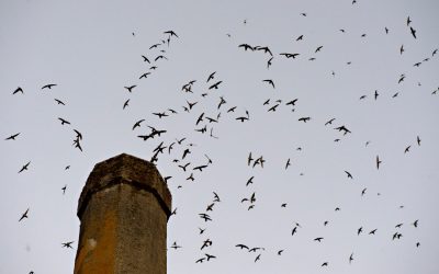 La conservation en mode nucléaire : le caractère puissant de l’intégration de l’habitat des espèces fauniques dans la prise de décision