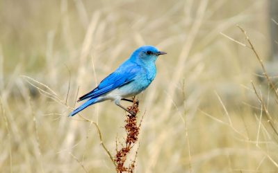 Découvrez les merveilles du printemps pendant qu’il est temps