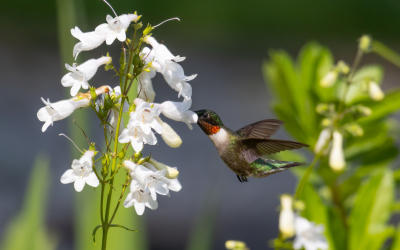 Êtes-vous prêts pour accueillir les colibris?