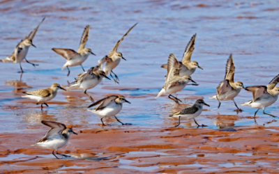 Un espace de repos pour les oiseaux de rivage dans la baie de Fundy