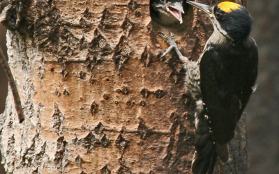 La faune aviaire sur la ligne de feu: réaction des oiseaux boréaux aux incendies de forêt