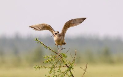 Combler les lacunes dans les données au profit de la conservation aviaire dans le nord de l’Ontario