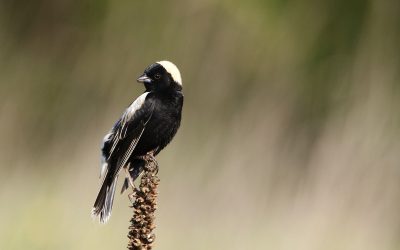 L’Indice de préservation de l’avifaune: étude de cas au Manitoba