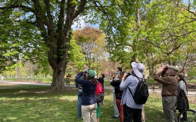 Les oiseaux, ambassadeurs du Canada auprès des nouveaux venus à Toronto