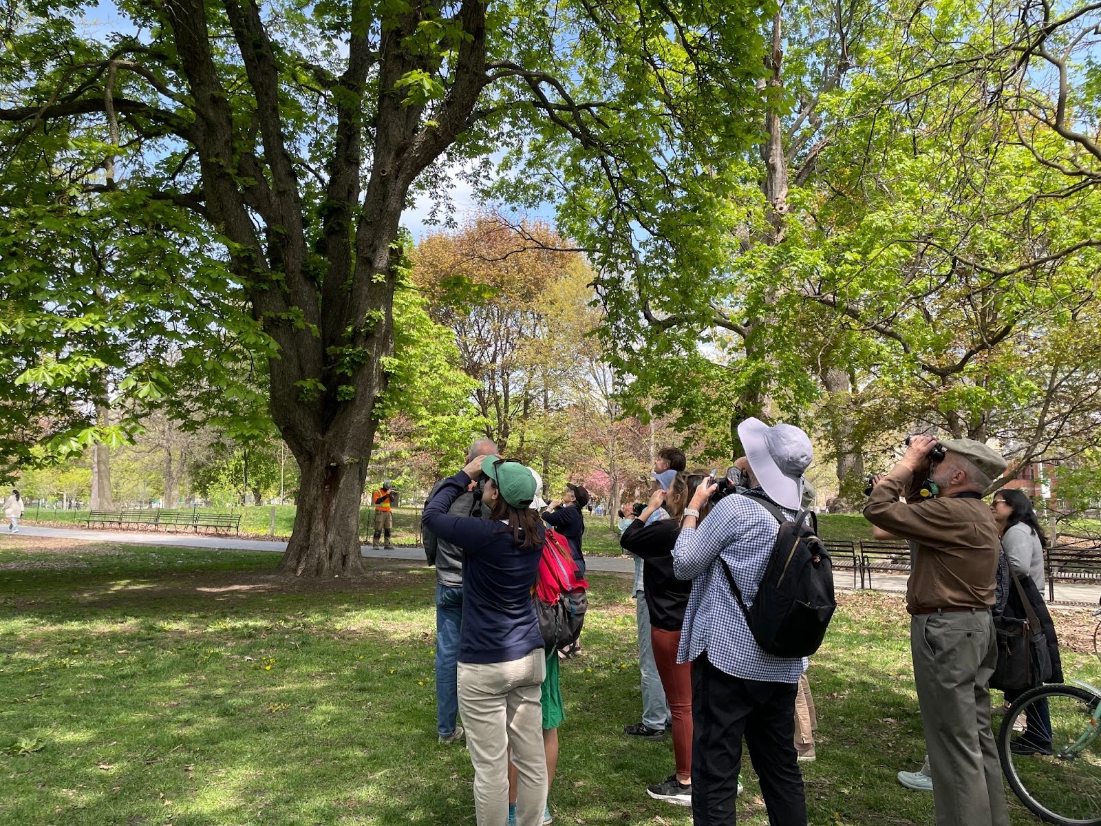 Approximately 10 participants stand with binoculars raised, looking for birds in a large tree in a downtown Toronto Park during the Toronto Bird Celebration in May.