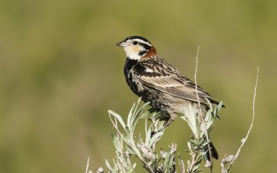 Dans les Prairies à la recherche de notre ambassadeur aviaire pour 2025, le Plectrophane à ventre noir