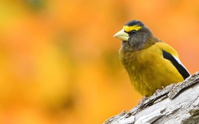 La Subvention communautaire d’Oiseaux Canada finance des projets contribuant à la conservation aviaire