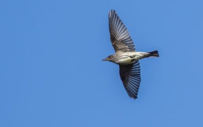 Le Moucherolle à côtés olive, notre ambassadeur aviaire de 2024