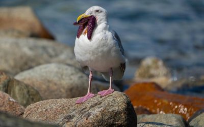 Participez à l’étude et la conservation des oiseaux côtiers et marins en Colombie-Britannique!