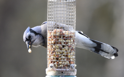 Quatre façons d’attirer les oiseaux cet hiver