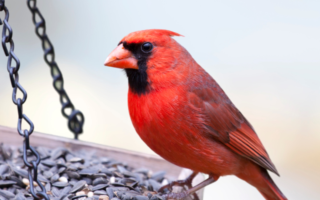 Le Projet FeederWatch en est à sa 38e saison – Aidez Oiseaux Canada à suivre les populations d’oiseaux depuis votre domicile cet hiver!