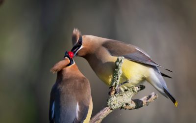 Le Guide des cadeaux des Fêtes pour les amoureux des oiseaux et de la nature