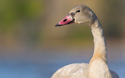 Faire don de titres, une façon avantageuse de préserver les oiseaux